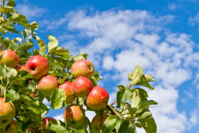 Obstbaummuseum wurde ausgeforstet und neu beschildert