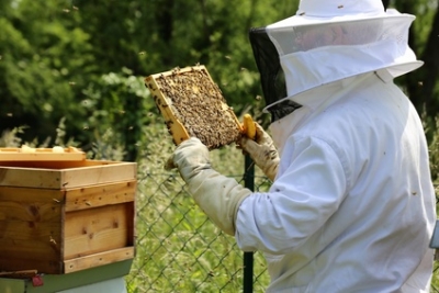 Schaufenster für die Bienen